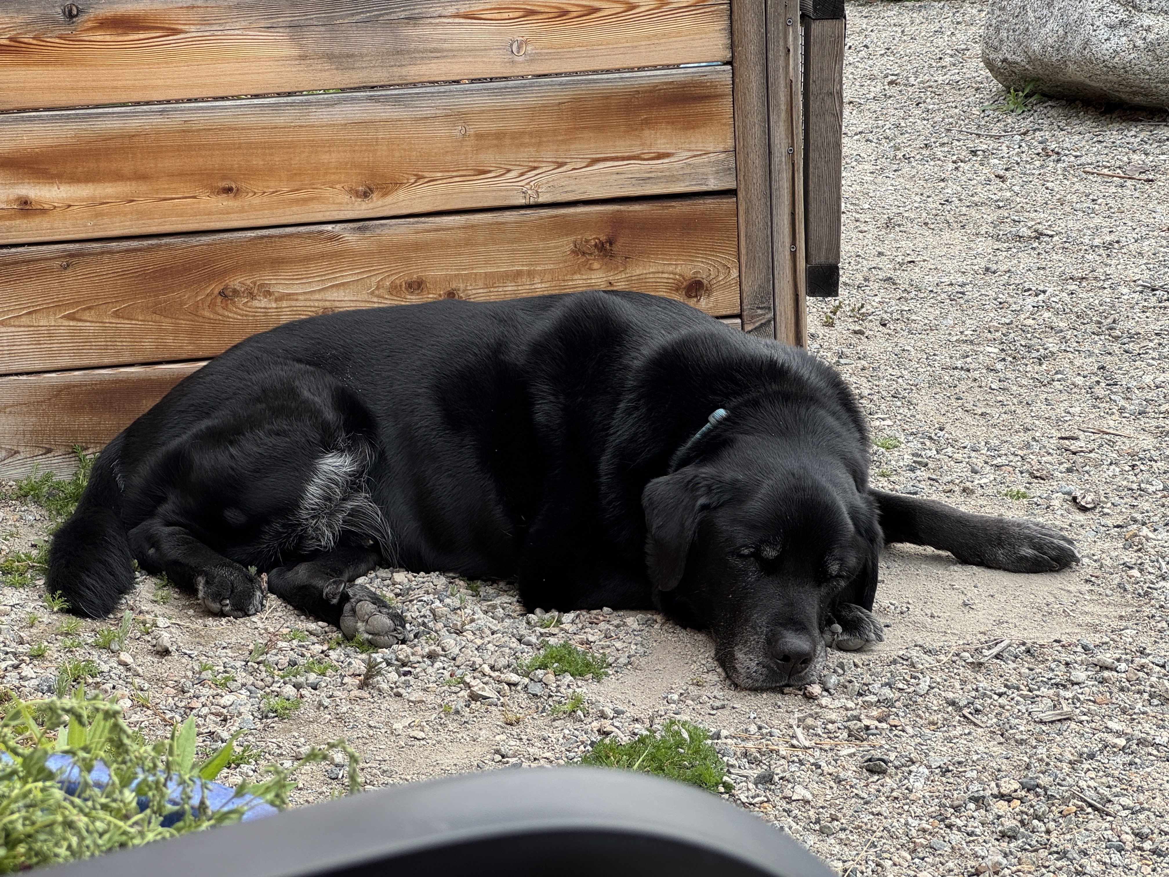 I follow We Rate Dogs on…