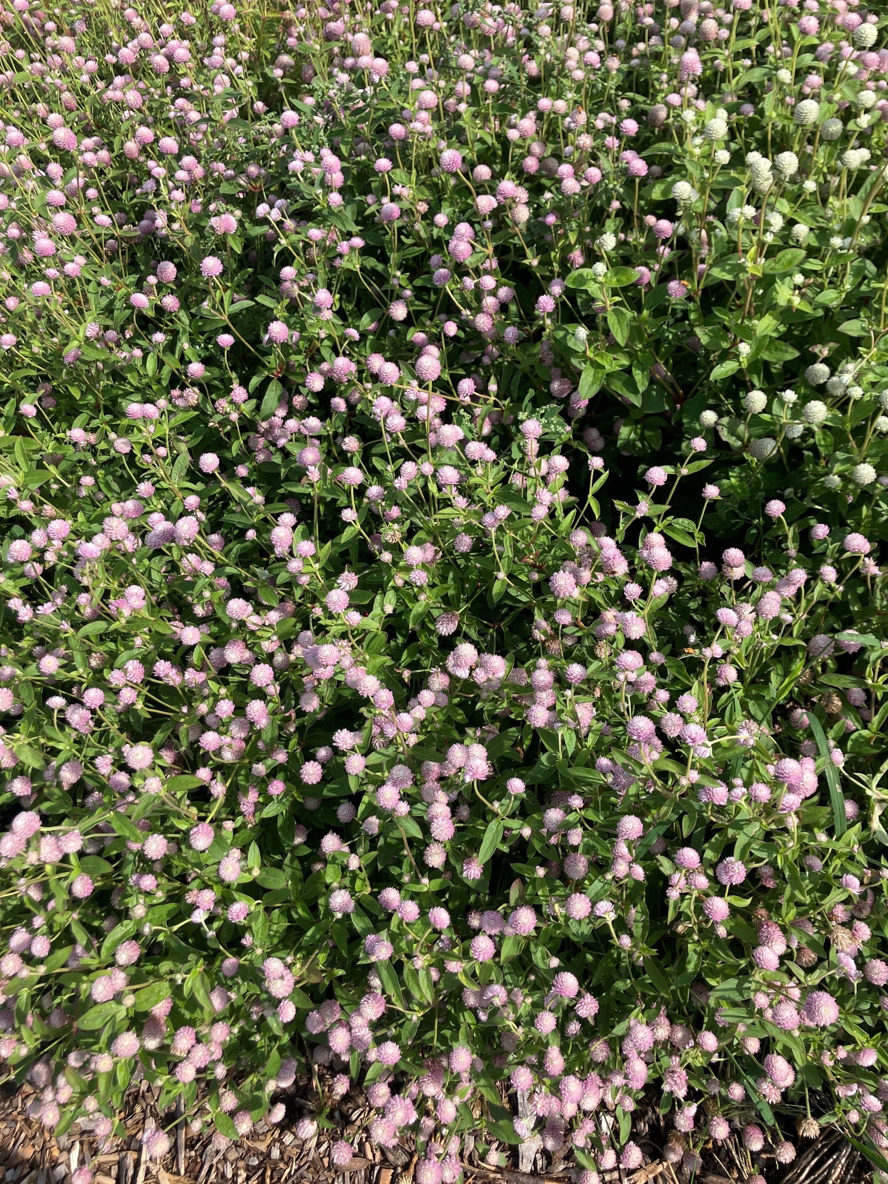 Gomphrena, Zinnias, Cosmos, and Celosia