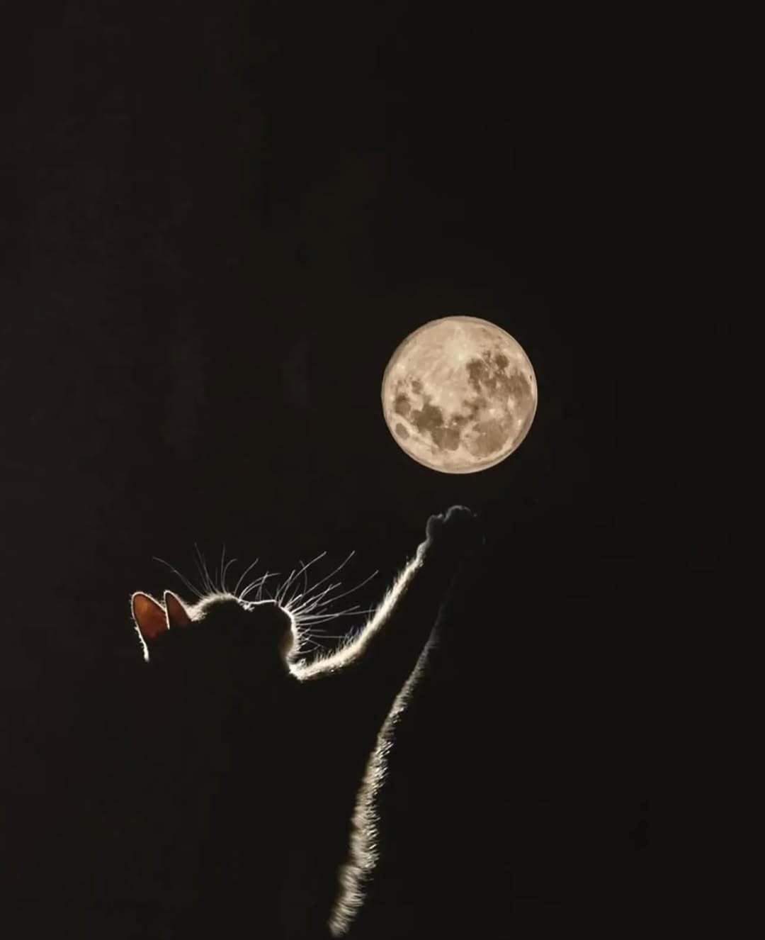 GN