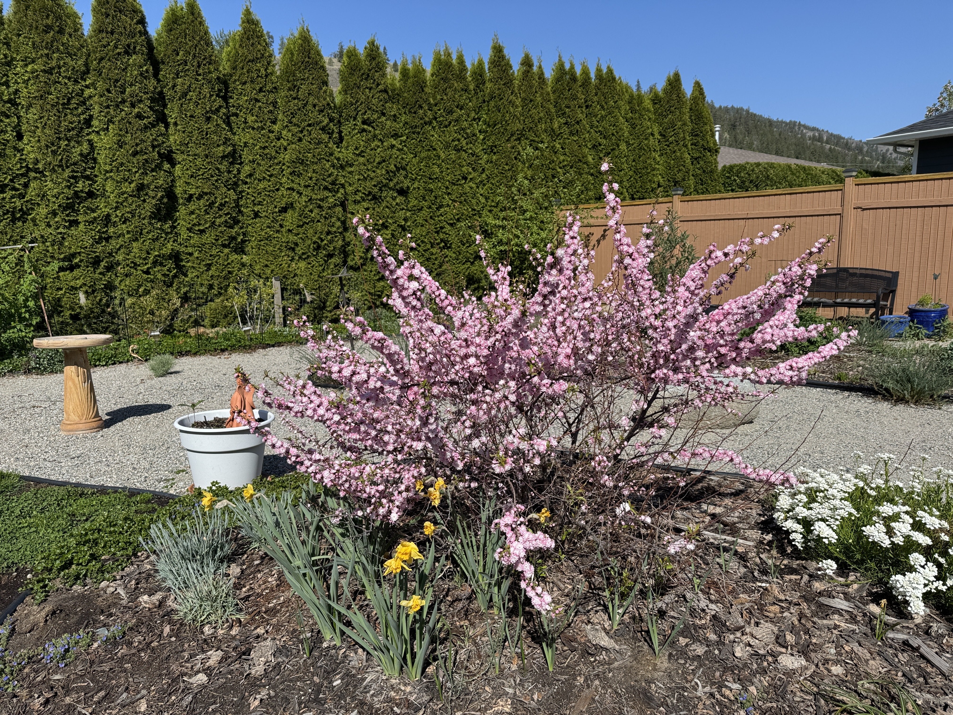 The fabulous pink thing blooming in…
