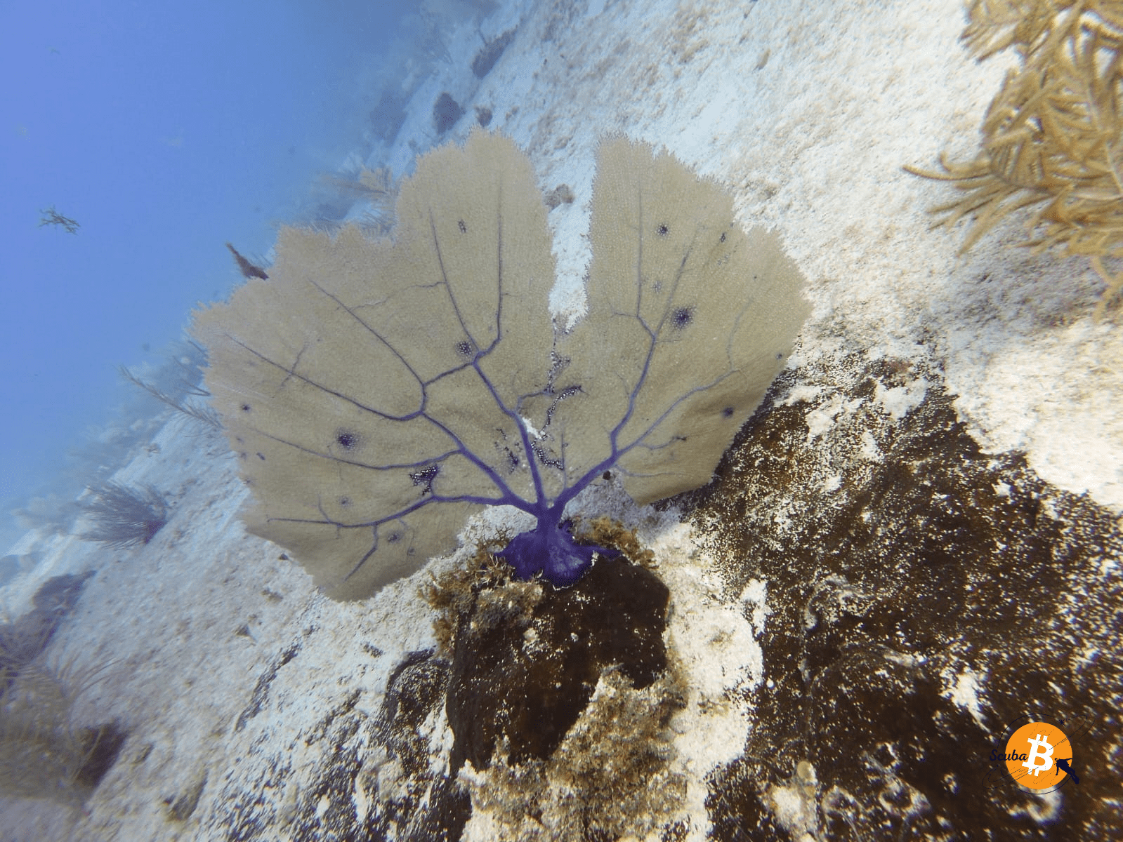 Gorgonian