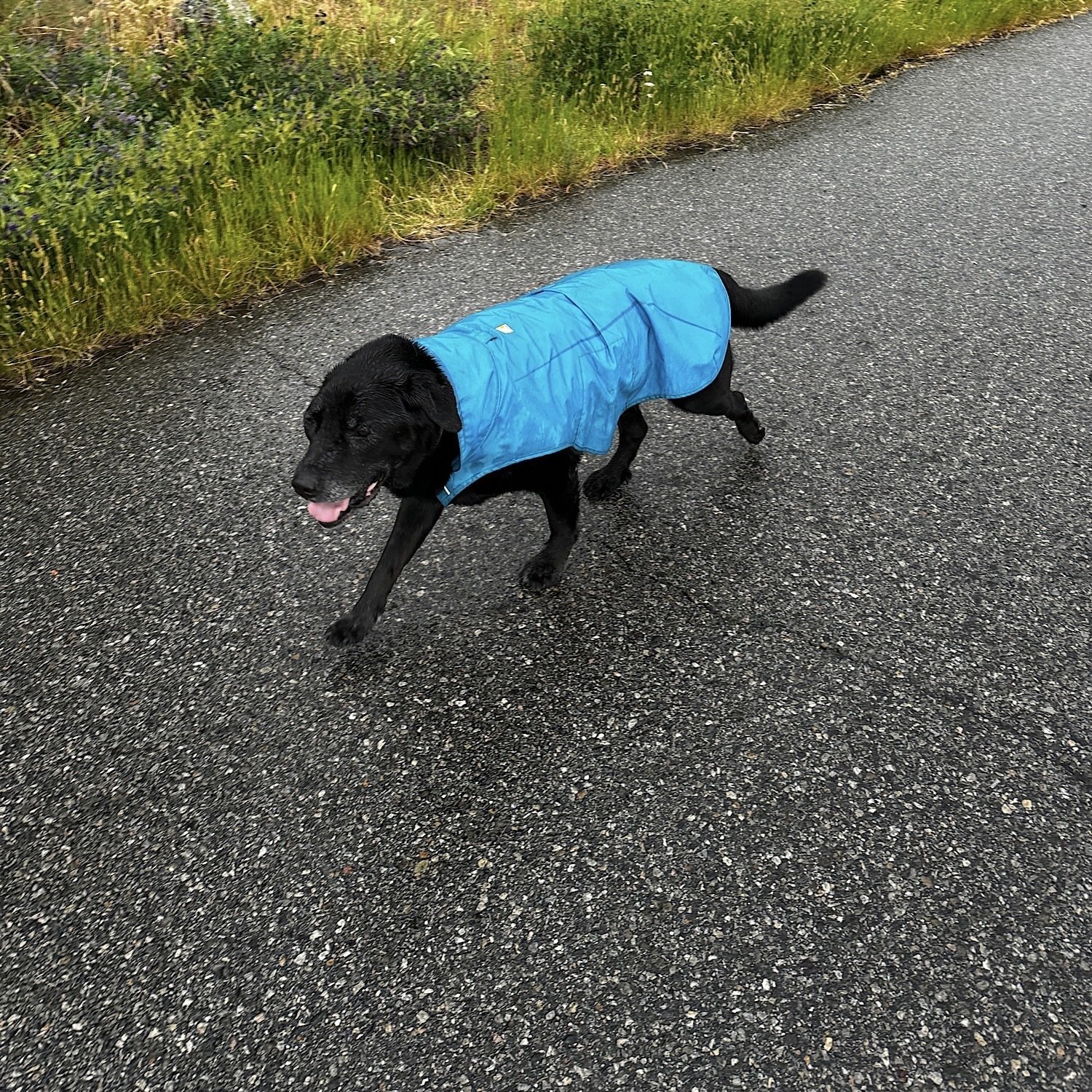 Rainy mountain morning. Even the doggo…