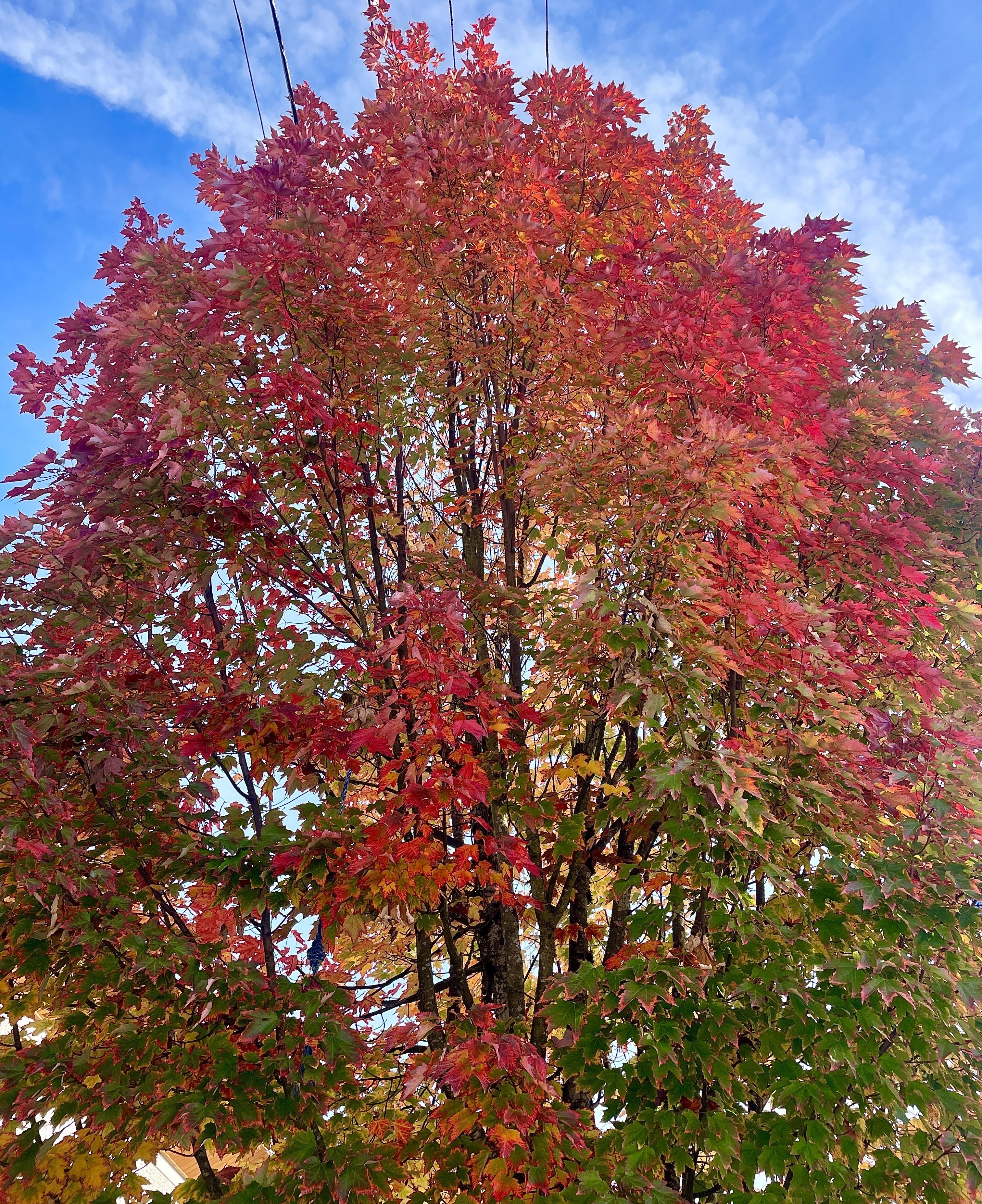 Appreciating the fall colours 🍁