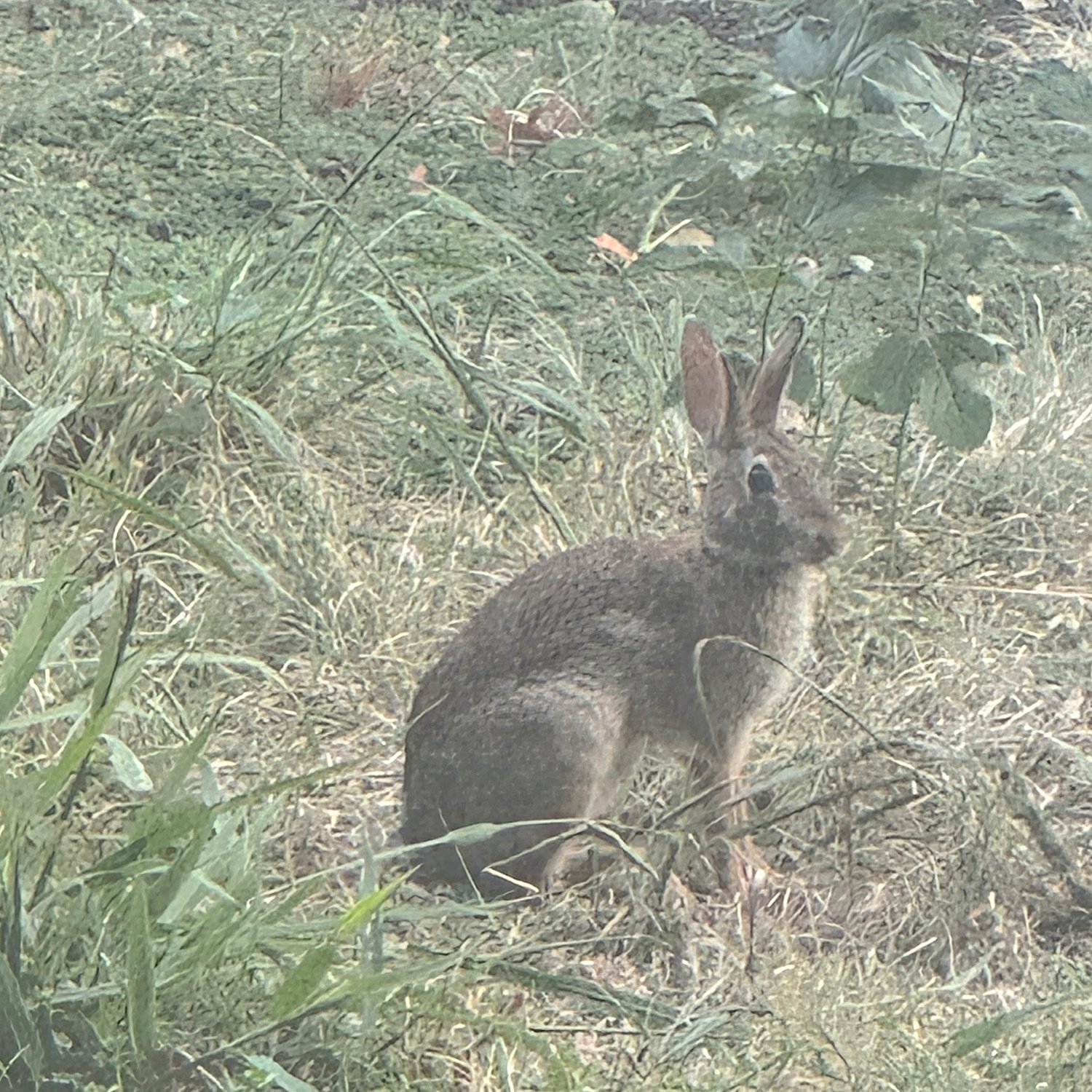 Bunny in the backyard! 🐰