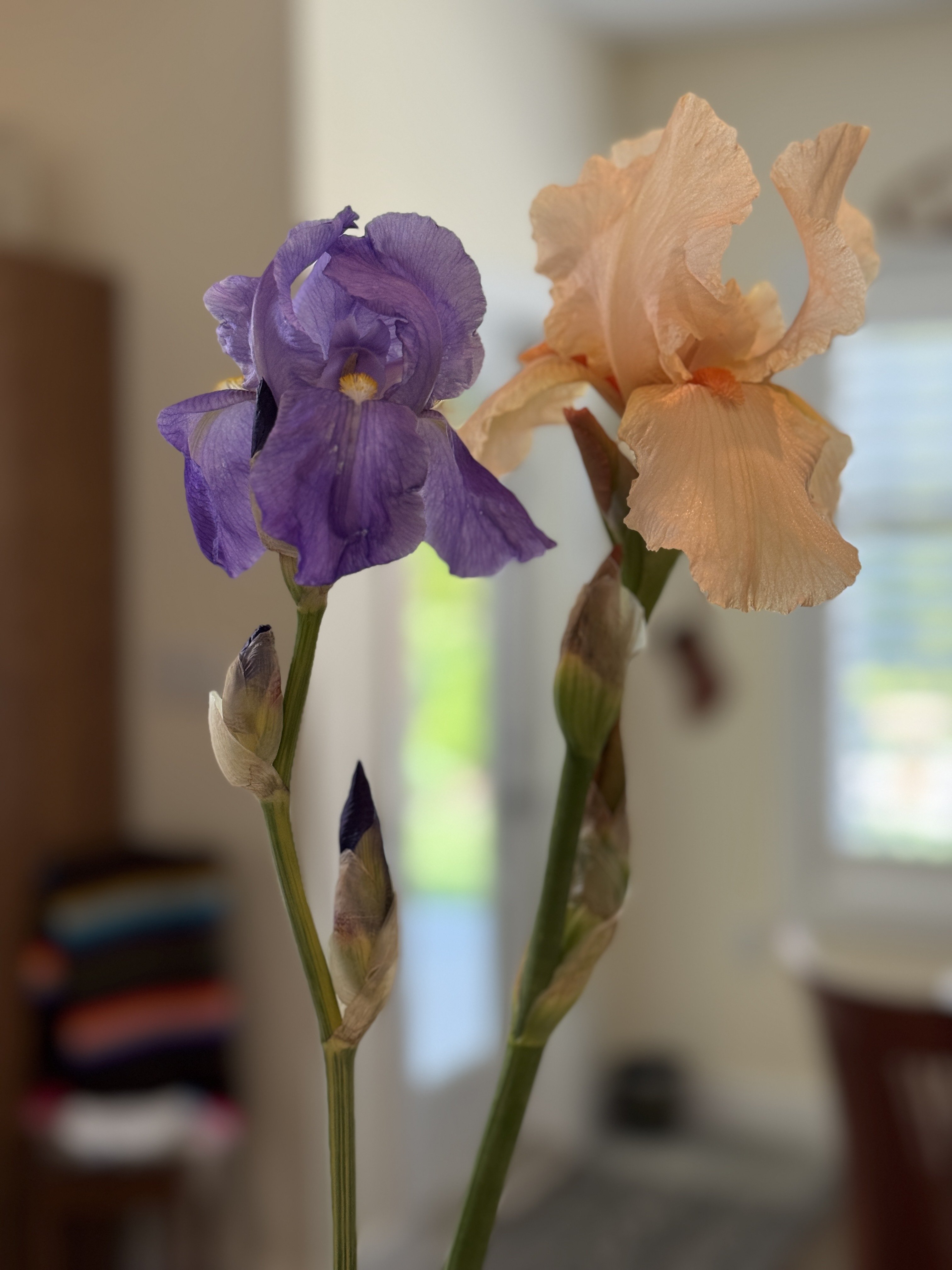 Iris in da house!…
