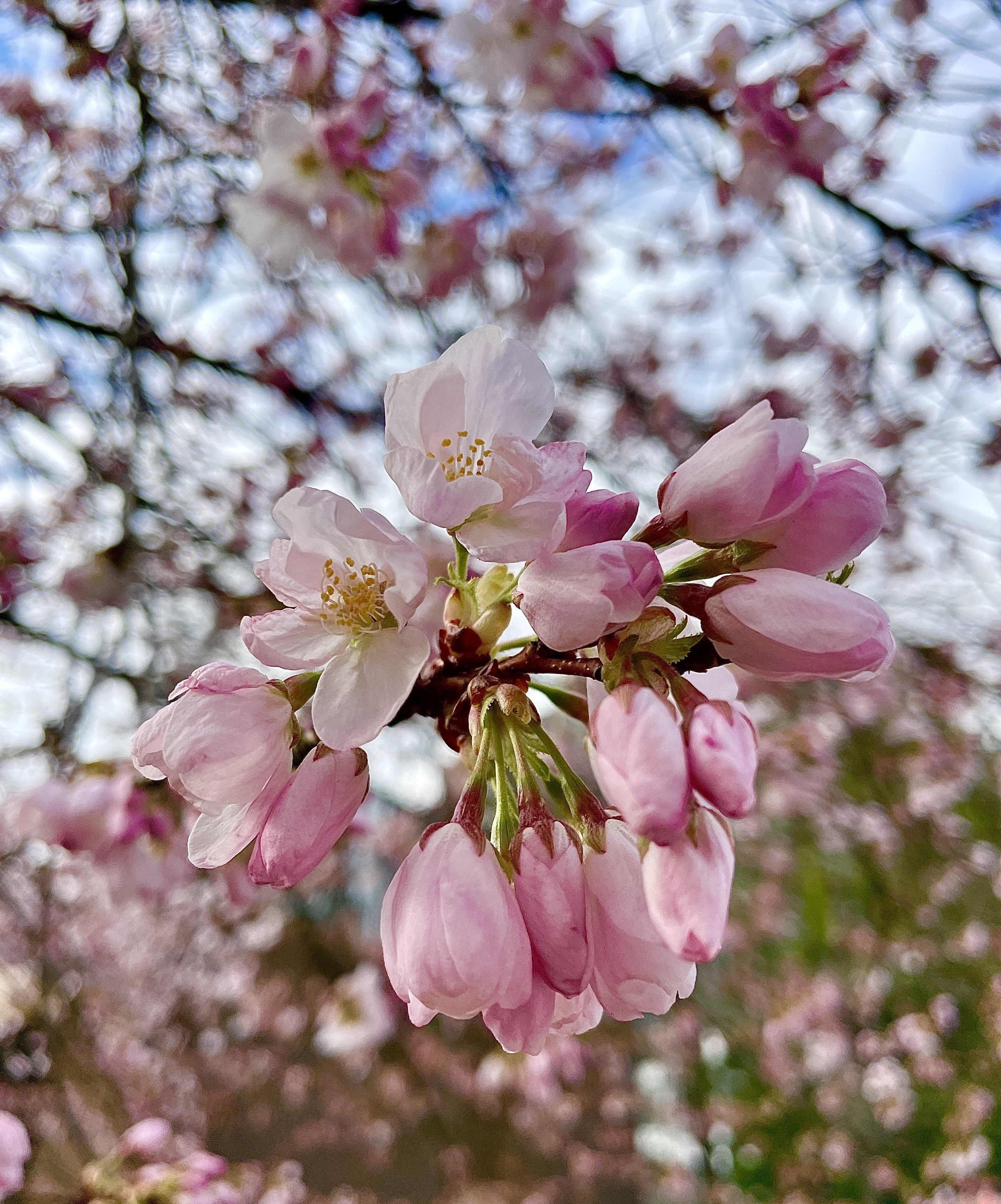 🌸🌸🌸