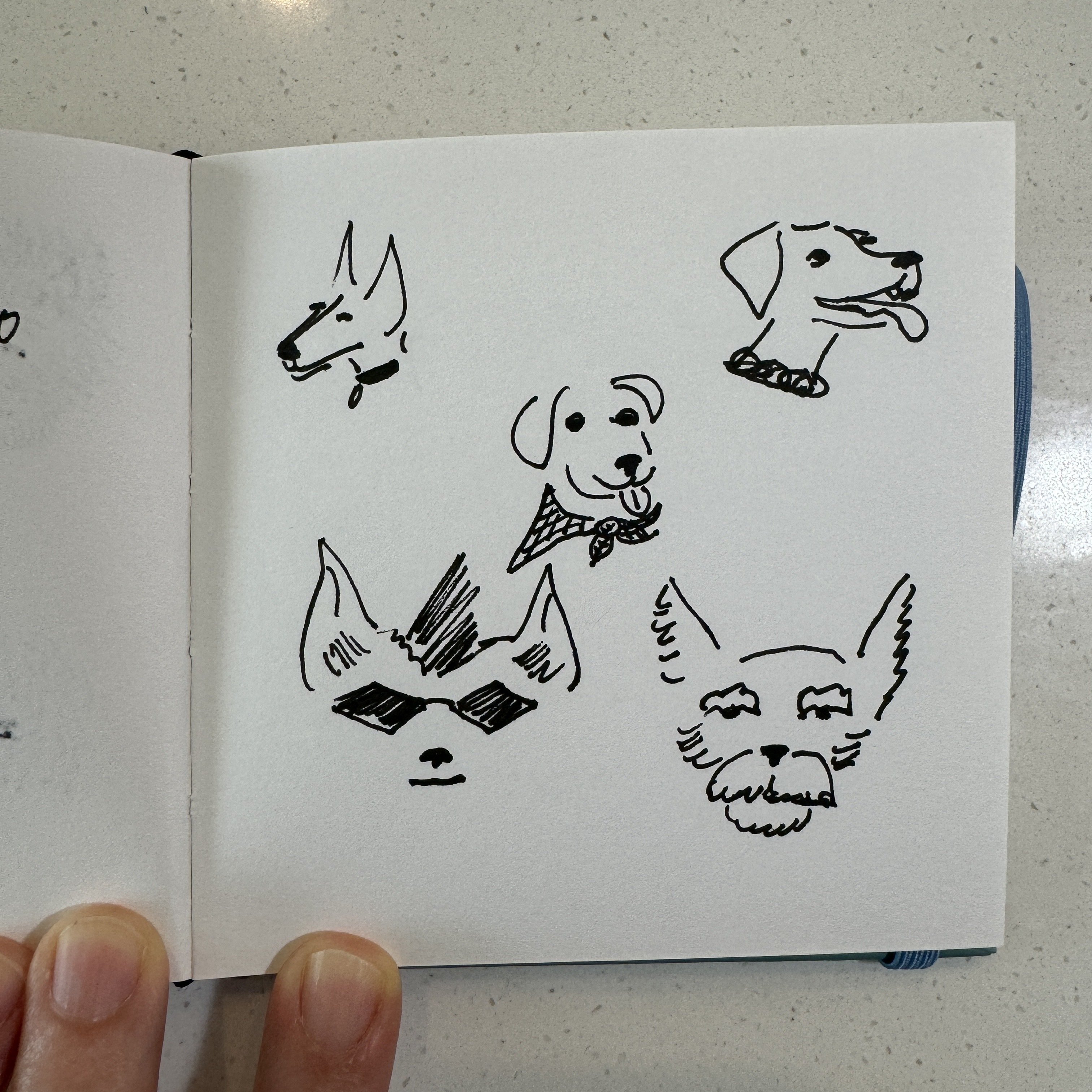 Some quick dogs this morning because…