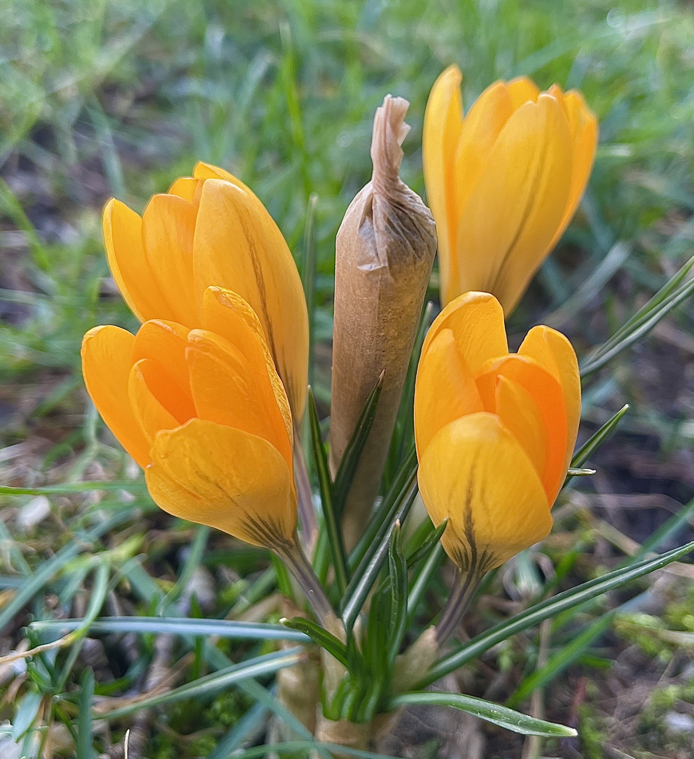 Flower find today 🧡