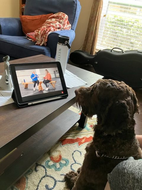 A friend got a labradoodle puppy.…