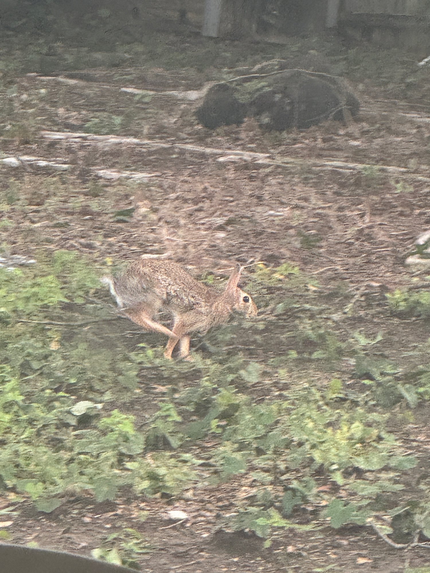 Lucky bunny action shot as he…